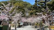 須磨寺の敦盛桜が満開の季節を迎えました