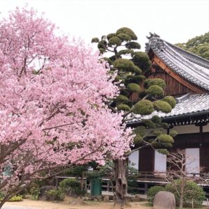 須磨寺の桜